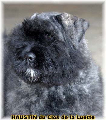 HAUSTIN Bouvier des Flandres du Clos de la Luette © Copyright depose